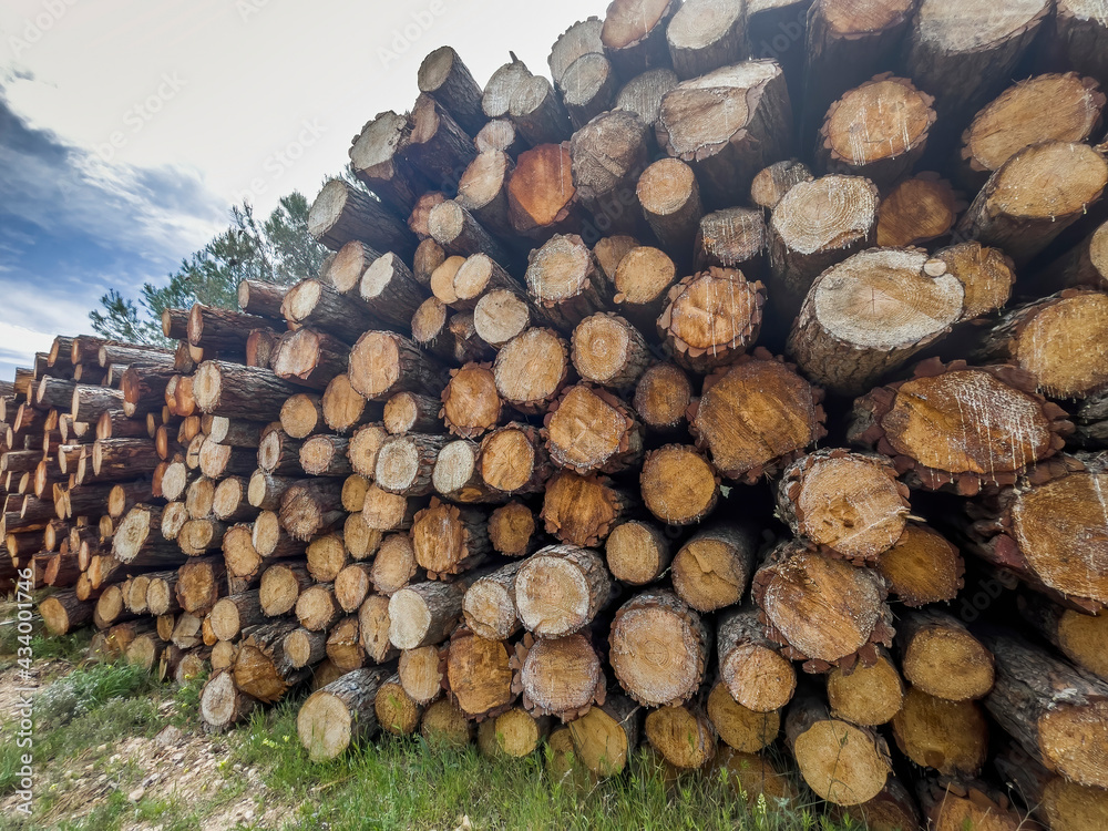 freshly cut pine logs stacked with resin drippings, timber industry, sustainability, wood raw material, forest harvesting, wood texture, wood texture