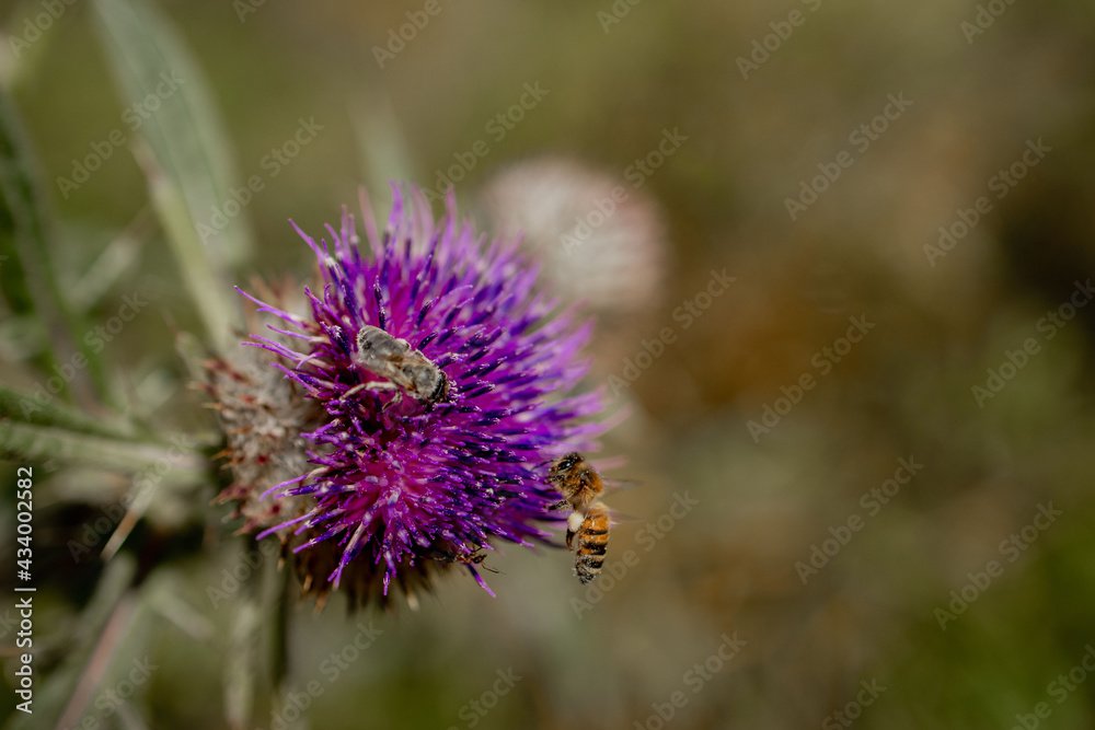 Close up of Bee collects honey from thistle, macro Close up of Bee collects honey from thistle, macro