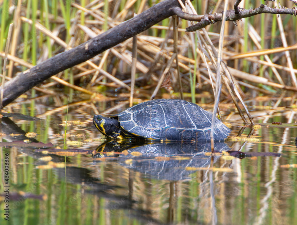 A Yellow-bellied slider (Trachemys scripta scripta) in the Ziegeleipark in Heilbronn, Germany, Europe A Yellow-bellied slider (Trachemys scripta scripta) in the Ziegeleipark in Heilbronn, Germany, Europe