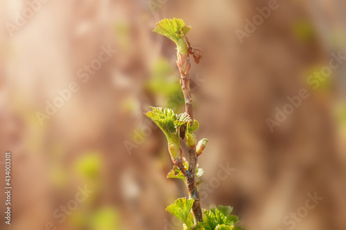Fresh new green buds on currant branches at springtime garden background