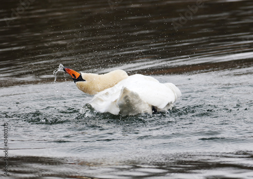 A Mute Swan (cygnus olor) in the Ziegeleipark, Heilbronn, Germany, Europe photo