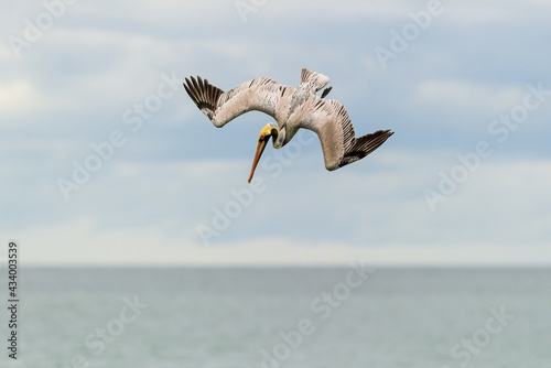 Pelican Diving Flying Hunting