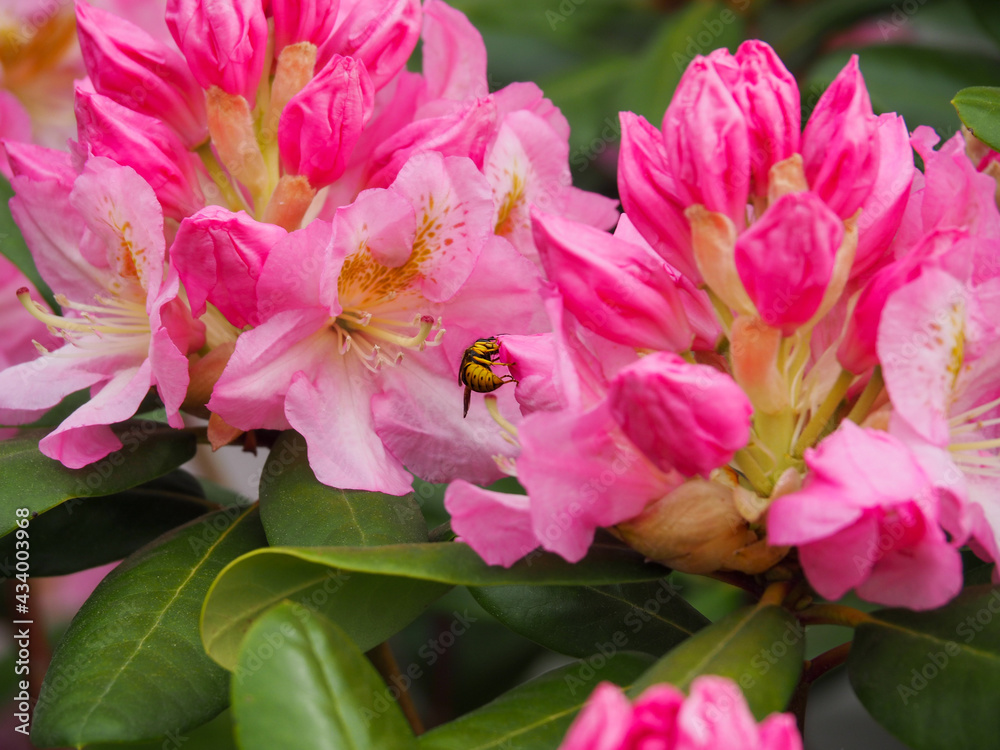 Fototapeta premium OLYMPUS DIGITAL CAMERA