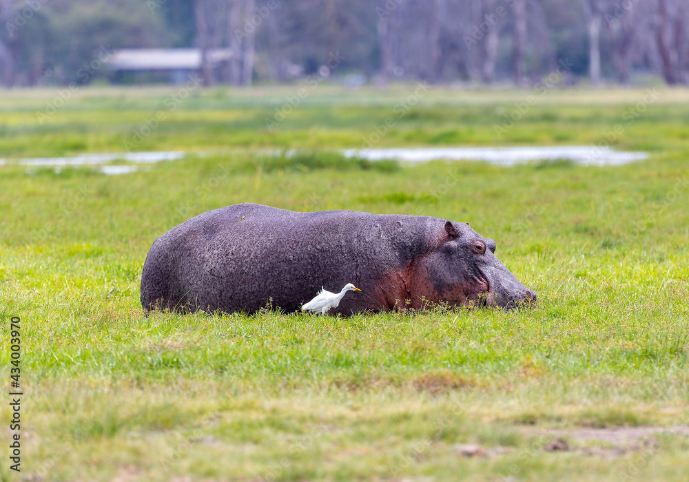 Hippo in Amboseli National Park, Kenya, Africa Hippo in Amboseli National Park, Kenya, Africa