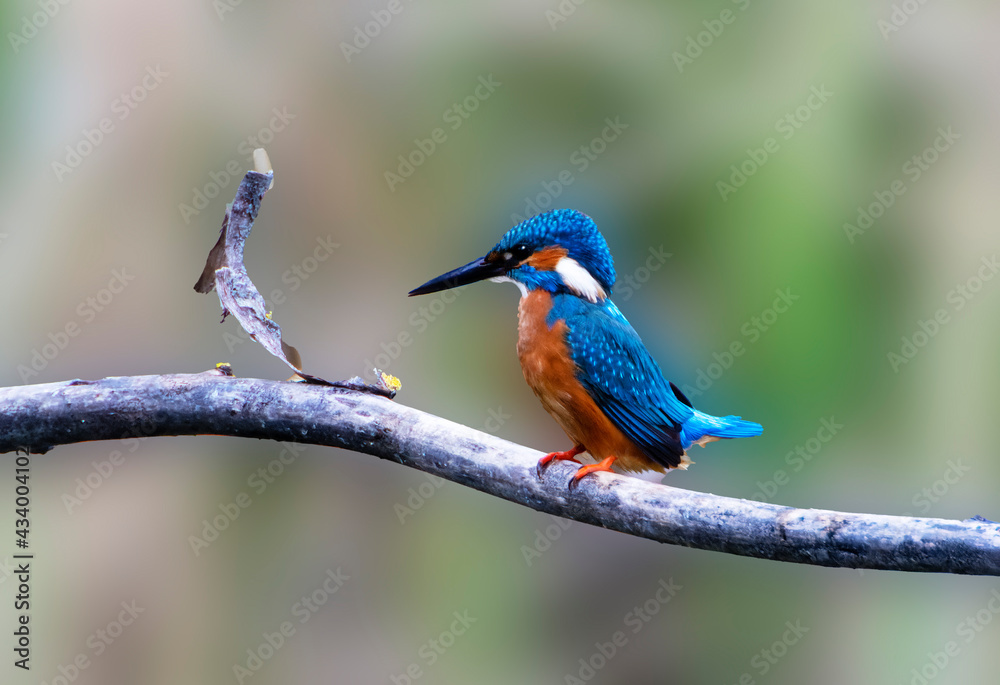 A Common Kingfisher (alcedo atthis) in the Reed, in Heilbronn, Germany A Common Kingfisher (alcedo atthis) in the Reed, in Heilbronn, Germany