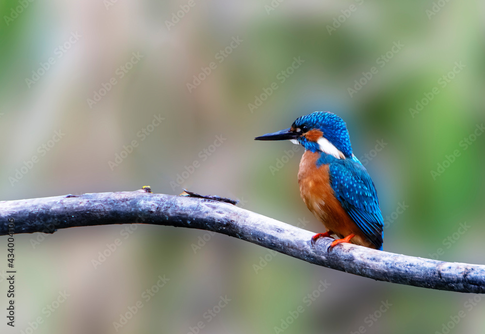 A Common Kingfisher (alcedo atthis) in the Reed, in Heilbronn, Germany
