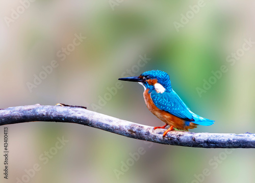 A Common Kingfisher (alcedo atthis) in the Reed, in Heilbronn, Germany © Marc Stephan