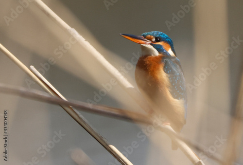 A Common Kingfischer (alcedo atthis) in the Reed, Heilbronn, Germany photo