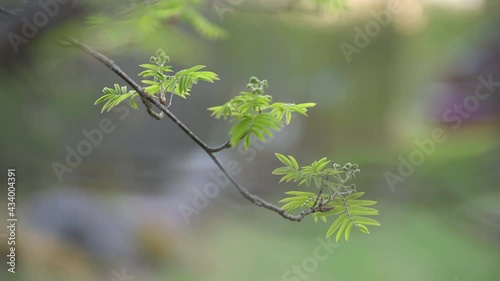 Rowan branch with emerging leaves and budding flowers in spring. Selective focus and shallow depth of field.