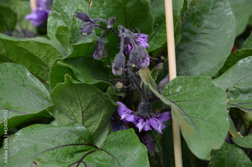 blooming eggplant