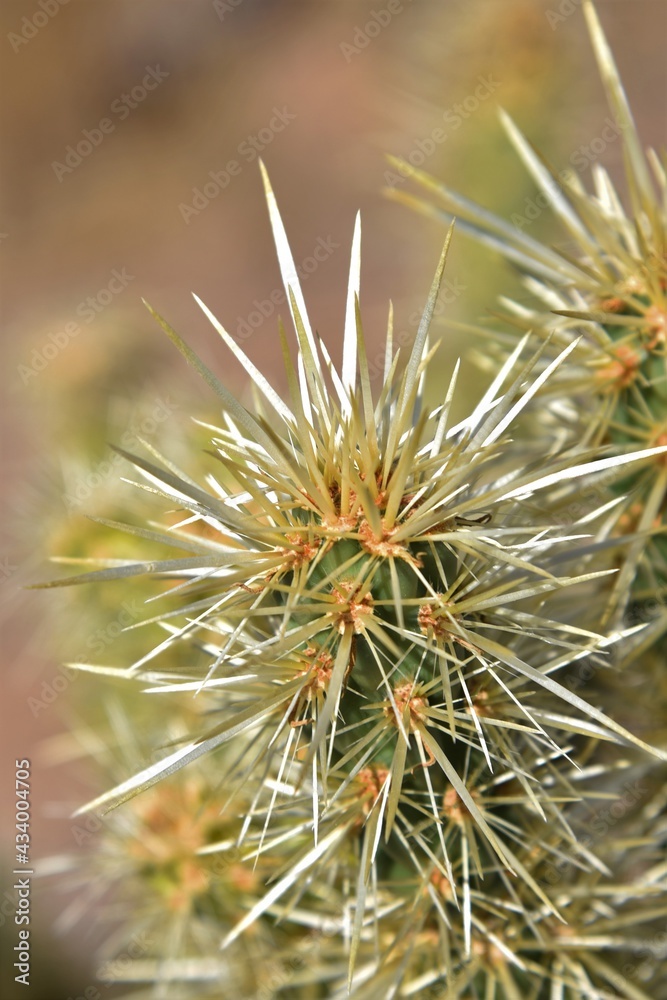 close up of a cactus close up of a cactus
