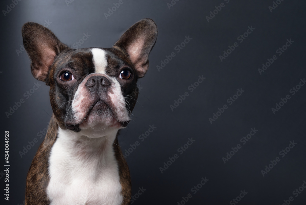 Portrait boston terrier pure breed dark background closeup copyspace