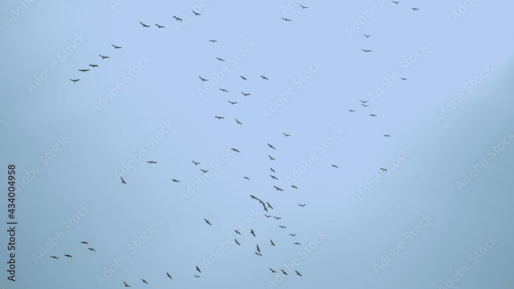 Flock of stork birds or Ciconia are flying in the sky in formation migrating. Large flock of white storks move across the sky during spring in Israel. Slow motion wide shot over blue clear sky Flock of stork birds or Ciconia are flying in the sky in formation migrating. Large flock of white storks move across the sky during spring in Israel. Slow motion wide shot over blue clear sky