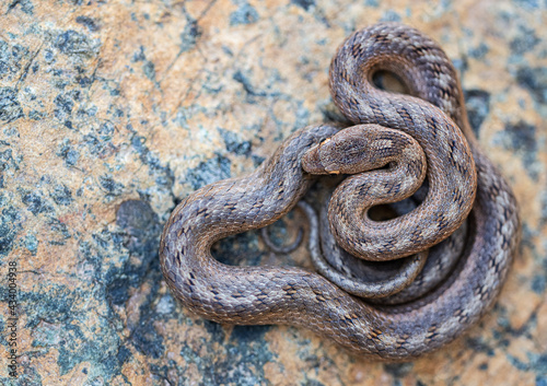 Southern Smooth Snake (Coronella girondica) in its environment. Snake view from above.
Culebra lisa meridional.