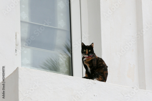 トルコ ボドルムの窓枠に座る猫」 © 郁男 中山