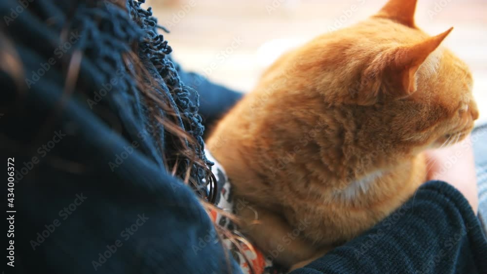 Macro closeup of young woman lying reclining holding in arms on lap sitting cat, petting stroking feline kitty blinking outside at home house balcony porch patio