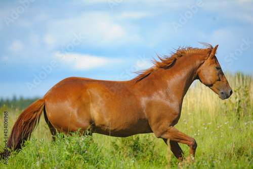 Chestnut horse running