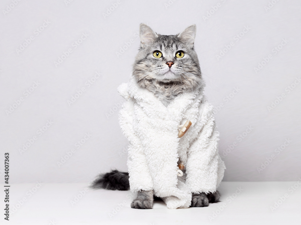 Funny gray tabby cute kitten with beautiful big eyes. Pets concept