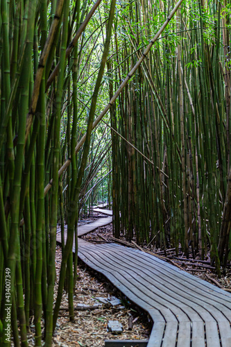 Bamboo forest, Hana, Maui, Hawaii