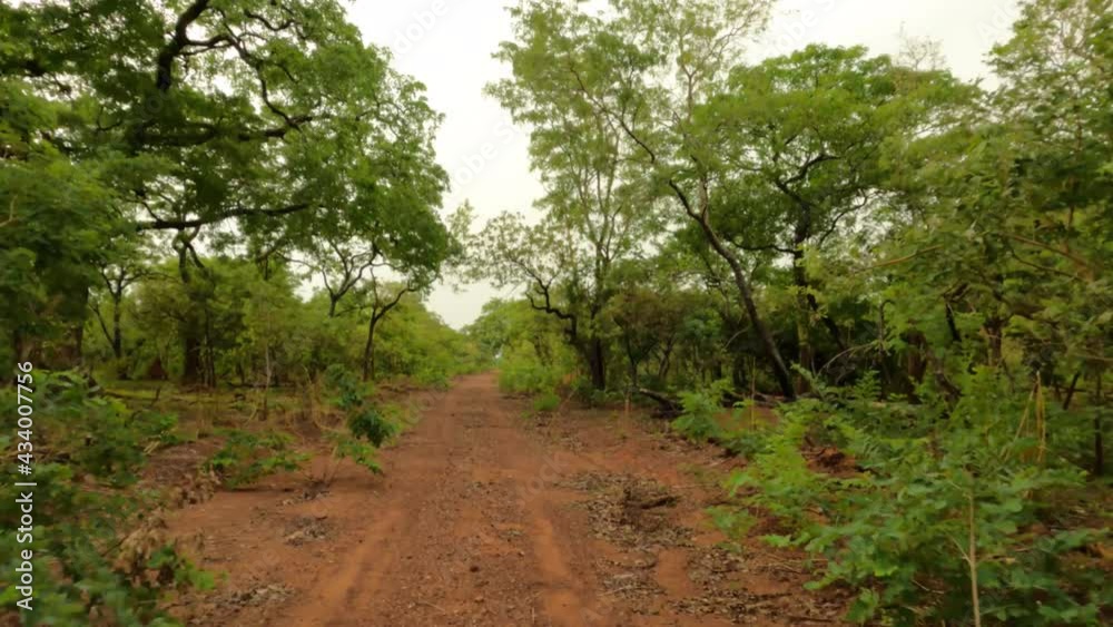 Safari drive Savannah jungle northern Ghana Africa POV 4K. Mole National Park is Ghana's largest wildlife refugee in the northern Savannah region. Government and private tours and safari drive. Safari drive Savannah jungle northern Ghana Africa POV 4K. Mole National Park is Ghana's largest wildlife refugee in the northern Savannah region. Government and private tours and safari drive.