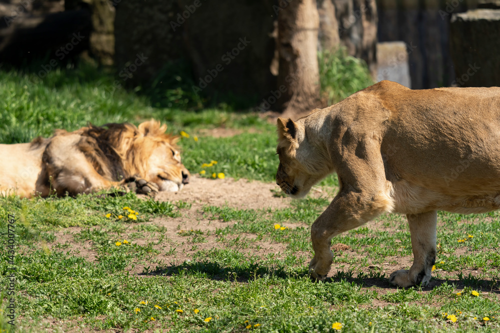 Naklejka premium The lion is a species in the family Felidae and a member of the genus Panthera. It is most recognisable for its muscular, deep-chested body, short, rounded head, round ears, and a hairy tuft.