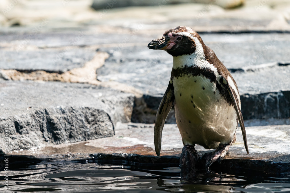 Fototapeta premium The Humboldt penguin (Spheniscus humboldti) is a South American penguin living mainly in the Pingüino de Humboldt National Reserve in the North of Chile.