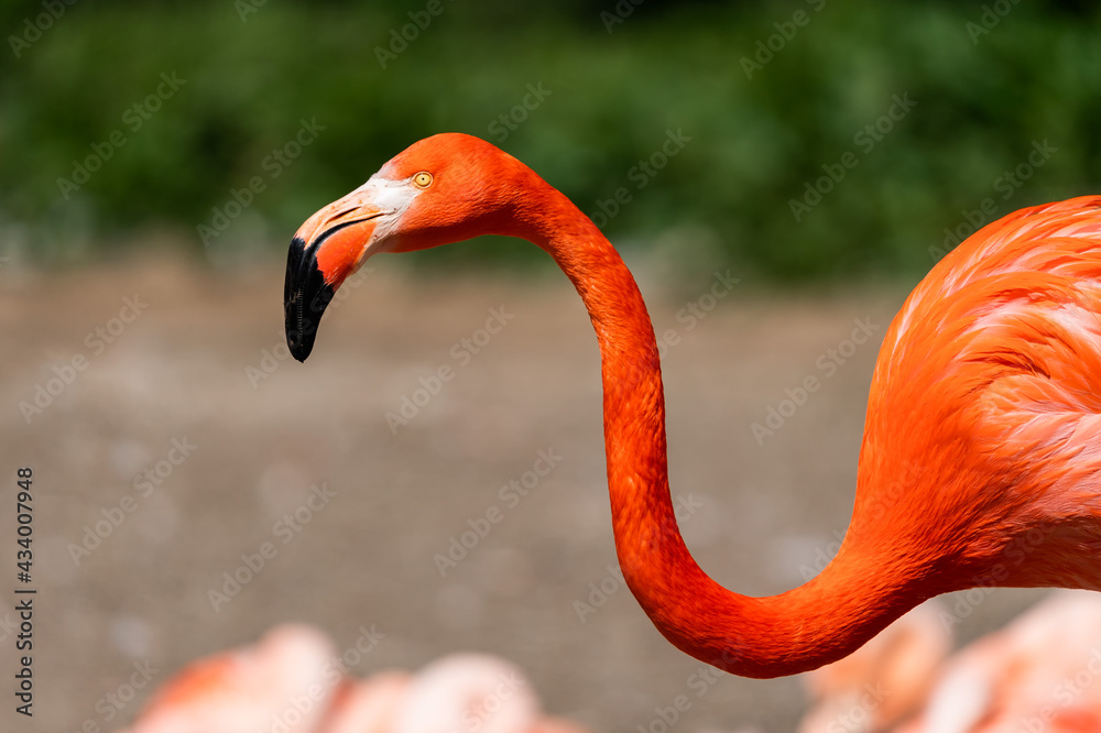 Obraz premium Phoenicopterus ruber. American Flamingo is a type of wading bird in the family Phoenicopteridae, the only bird family in the order Phoenicopteriformes.