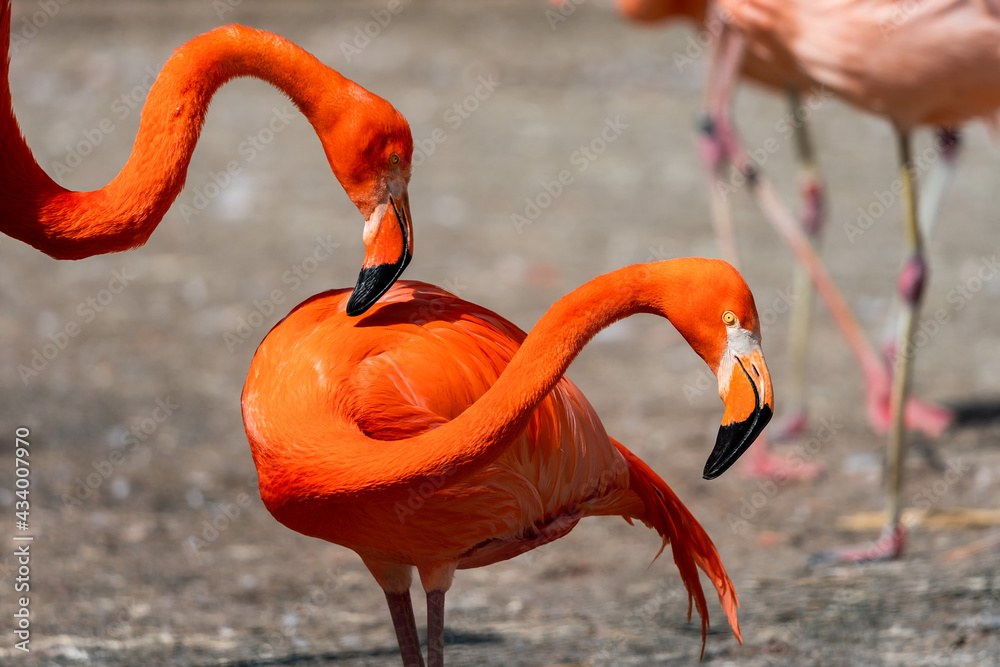 Fototapeta premium Phoenicopterus ruber. American Flamingo is a type of wading bird in the family Phoenicopteridae, the only bird family in the order Phoenicopteriformes.