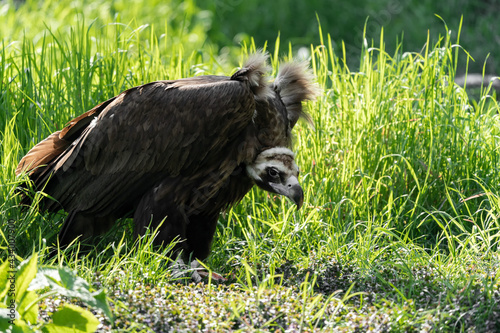 Fotografie The cinereous vulture (Aegypius monachus) is a large raptorial bird that is distributed through much of temperate Eurasia
