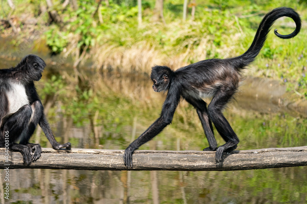 Geoffroy’s spider monkey (Ateles geoffroyi). It is one of the largest New World monkeys, often weighing as much as 9 kg. Its arms are significantly longer than its legs. Walk on tree. Geoffroy’s spider monkey (Ateles geoffroyi). It is one of the largest New World monkeys, often weighing as much as 9 kg. Its arms are significantly longer than its legs. Walk on tree.