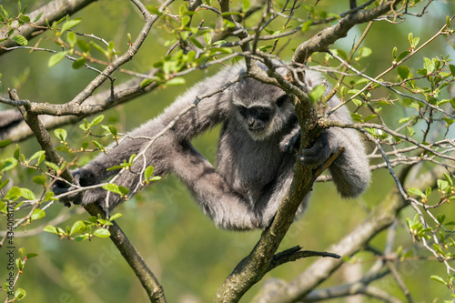 The silvery gibbon (Hylobates moloch), also known as the Javan gibbon, is a primate in the gibbon family Hylobatidae. It is endemic to the Indonesian island of Java, where it inhabits rainforests.