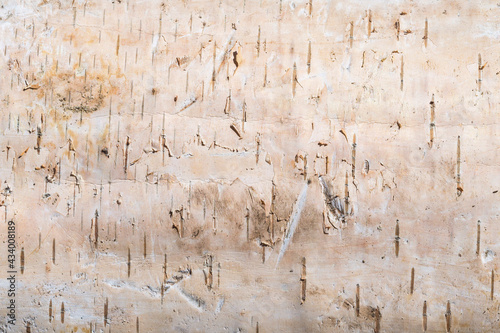 Fotografie Close up of the outer side of birch tree bark