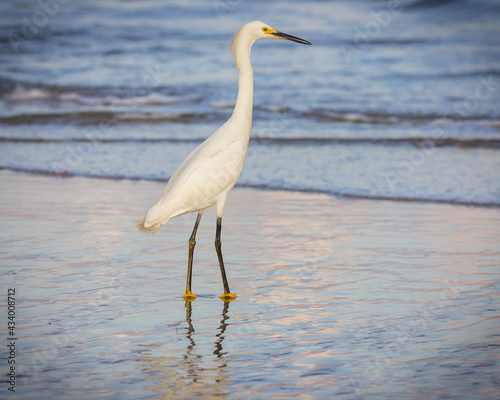 Brazilian birds on the south coast of Brazil. Aves brasileiras na costa sul do Brasil.