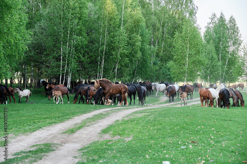 horses of different colors and suits walks in bitch forest in sunny summer evening. Copy space and Selective focus.