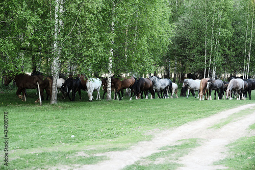 horses of different colors and suits walks in bitch forest in sunny summer evening. Copy space and Selective focus.