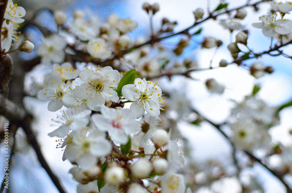 White flowers on the branches of trees in the spring White flowers on the branches of trees in the spring