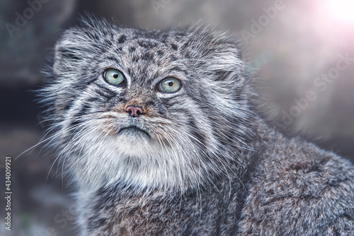 Manul portrait