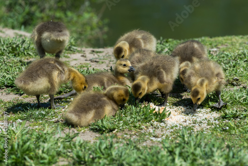 goslings resting near a river