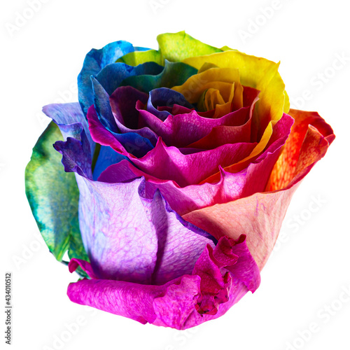 Fotografie Beautiful rainbow colored rose bud isolated on white background