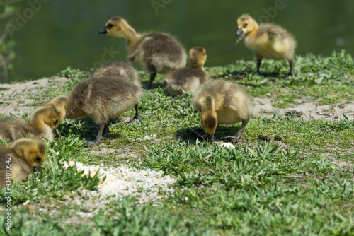 group of Canadian goose goslings near a river bank © eugen