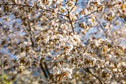 Spring blossom background. Beautiful nature scene of blooming tree. flowers on the branches. © 9parusnikov