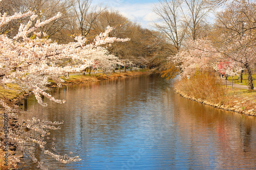 Φωτογραφία Boston Charles River Esplanade on a sunny spring day with cherry blossom