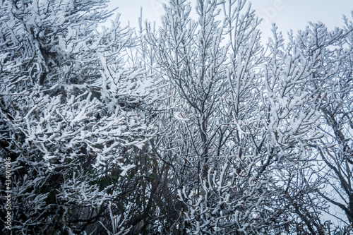 Frosts on branches photo