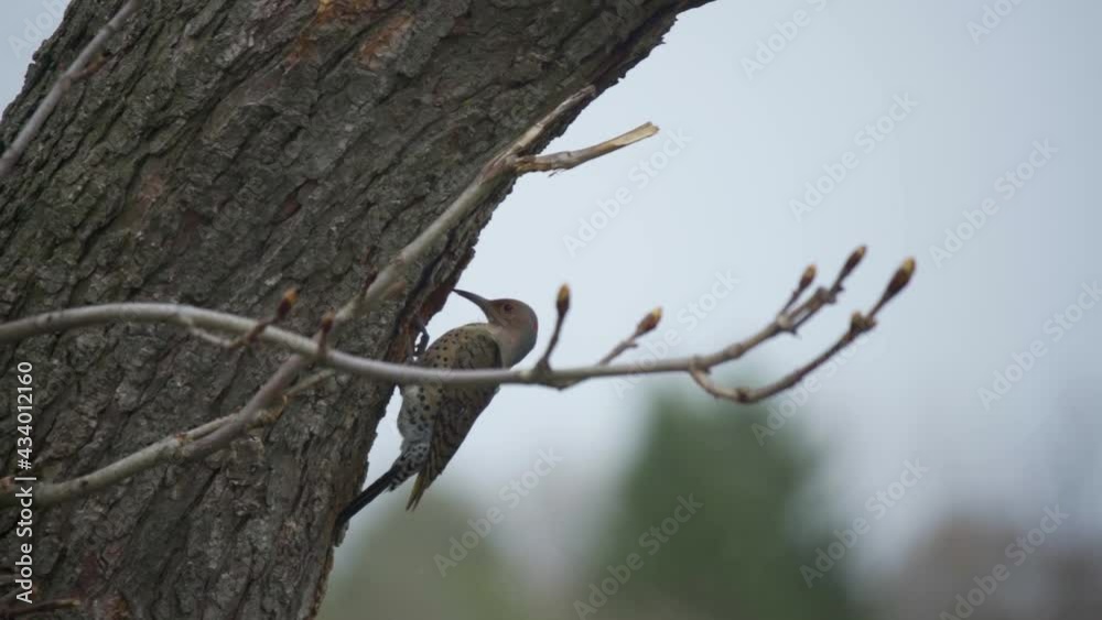 Snow Falling On A Northern Flicker Perched On A Tree, Woodpecker Bird Entering Nest Cavity Snow Falling On A Northern Flicker Perched On A Tree, Woodpecker Bird Entering Nest Cavity