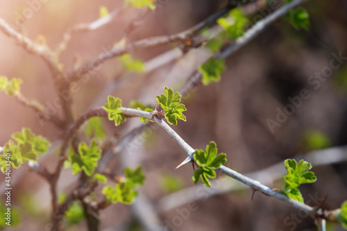 Close-up view of young leaves of black currant on blurred background © галина шарапова