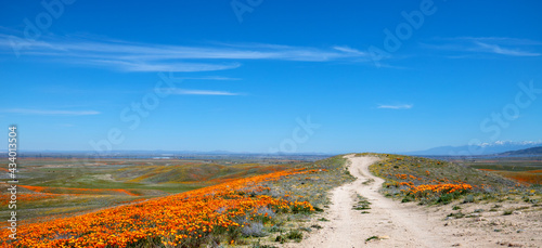 Desert dirt road on a hill in a field of California Golden Poppies in the high desert of southern California USA