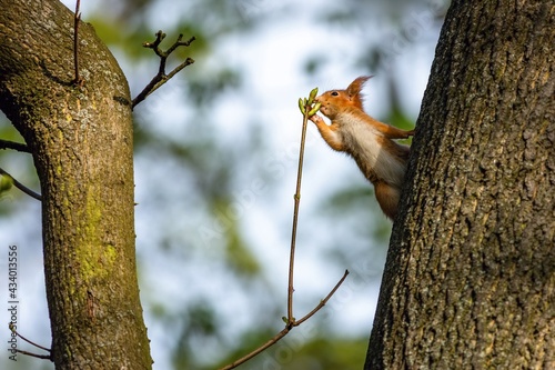 A cute young red European squirrel climbing on a tree smelling a fresh green stud. Blurry blue skyand leaves in the background. Spring day in a park. photo