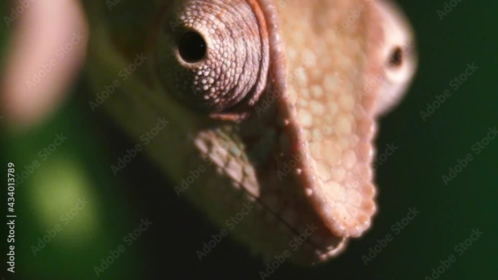 Chameleon wiggles his eyes in slow motion close-up. Reptile pattern. Exotic animal. Wildlife dark background. Chameleon wiggles his eyes in slow motion close-up. Reptile pattern. Exotic animal. Wildlife dark background.