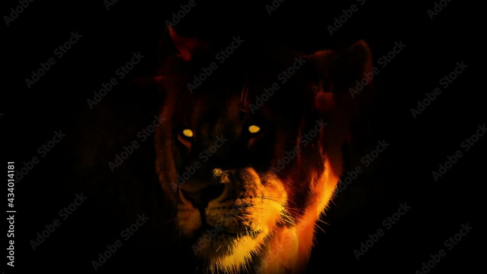 Lioness Looking Around In Flames Abstract Lioness Looking Around In Flames Abstract