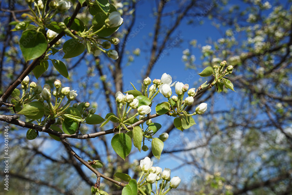 Spring pear flowers in the garden against the blue sky Spring pear flowers in the garden against the blue sky